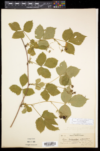 Rubus recurvicaulis image