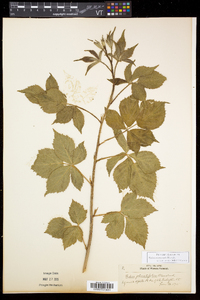 Rubus recurvicaulis image