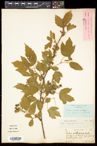 Rubus frondosus image