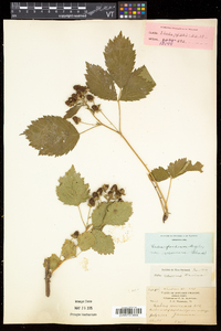 Rubus frondosus image