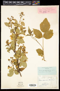 Rubus frondosus image