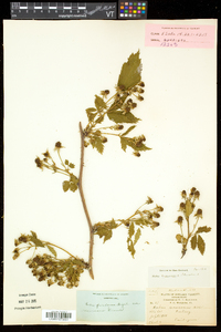 Rubus frondosus image