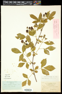 Rubus frondosus image