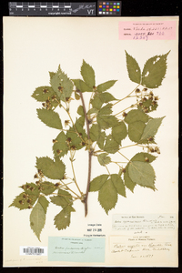 Rubus frondosus image