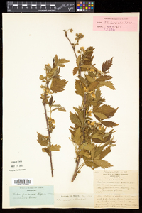 Rubus frondosus image