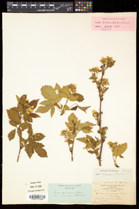 Rubus frondosus image