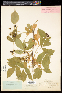 Rubus frondosus image