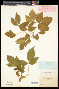 Rubus frondosus image