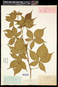 Rubus frondosus image