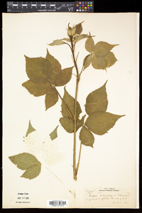 Rubus frondosus image