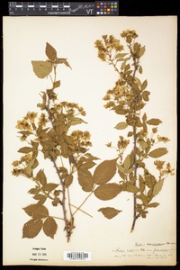 Rubus frondosus image