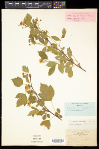 Rubus frondosus image