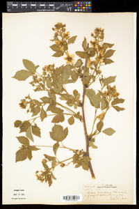 Rubus frondosus image