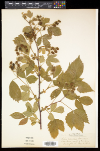 Rubus frondosus image