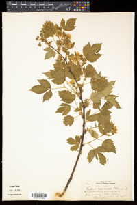 Rubus frondosus image