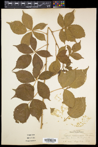 Rubus frondosus image