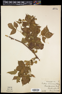 Rubus frondosus image