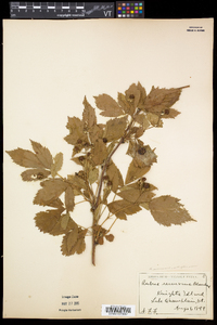 Rubus frondosus image