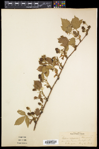 Rubus frondosus image