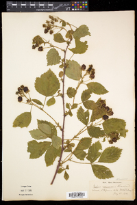 Rubus frondosus image