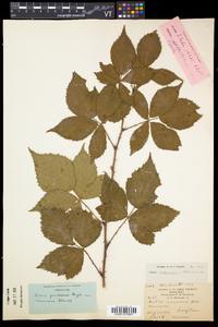 Rubus frondosus image