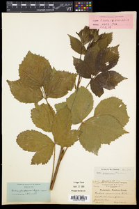 Rubus frondosus image