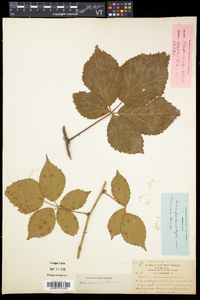 Rubus frondosus image