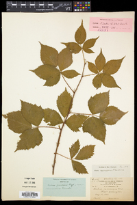 Rubus frondosus image