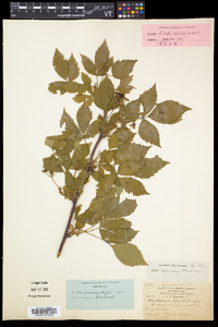 Rubus frondosus image