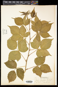 Rubus frondosus image