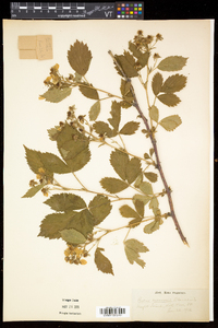 Rubus frondosus image