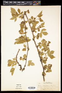 Rubus frondosus image