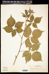 Rubus frondosus image