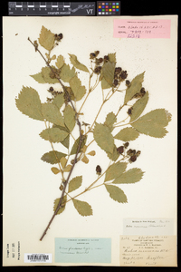 Rubus frondosus image