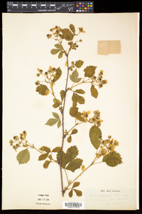 Rubus frondosus image