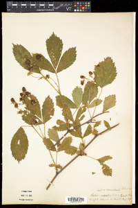 Rubus frondosus image