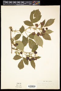 Rubus frondosus image