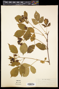 Rubus frondosus image