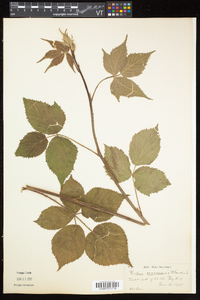 Rubus recurvicaulis image