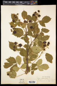 Rubus frondosus image