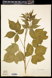 Rubus frondosus image