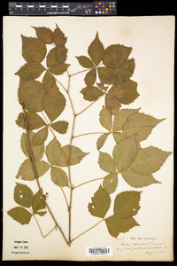 Rubus frondosus image