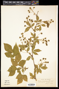 Rubus frondosus image