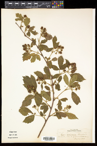 Rubus frondosus image