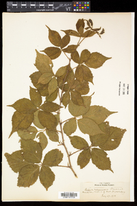 Rubus frondosus image