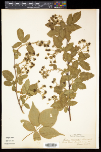 Rubus frondosus image