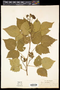 Rubus frondosus image