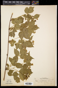 Rubus recurvicaulis image