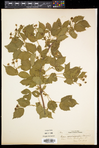 Rubus recurvicaulis image