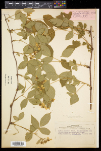 Rubus recurvicaulis image